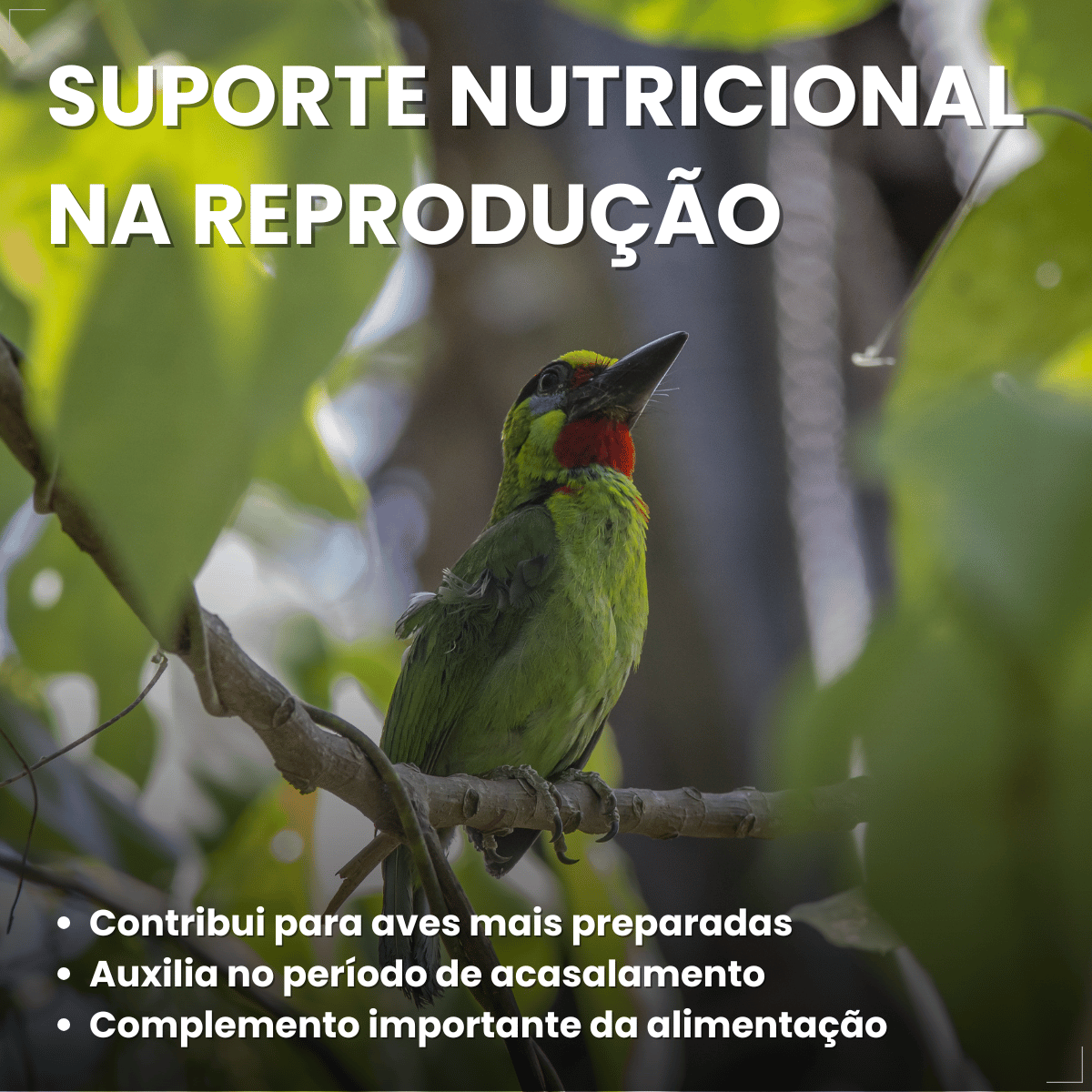 Suplemento Vitamínico Avitrin Reprodução Coveli - 15ml