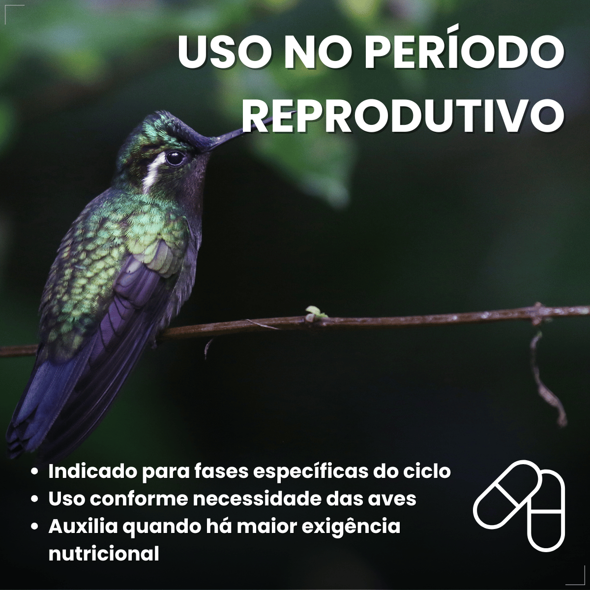 Suplemento Vitamínico Avitrin Reprodução Coveli - 15ml
