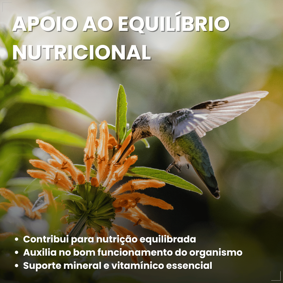 Suplemento Vitamínico Avitrin Reprodução Coveli - 15ml