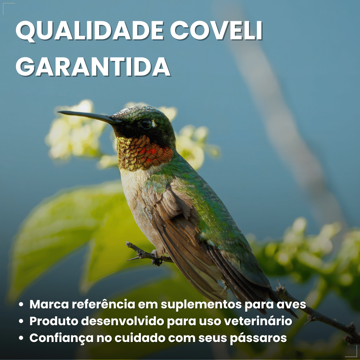 Suplemento Vitamínico Avitrin Reprodução Coveli - 15ml