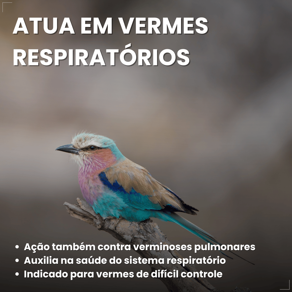 Avitrin Vermífugo para pássaros 10ml