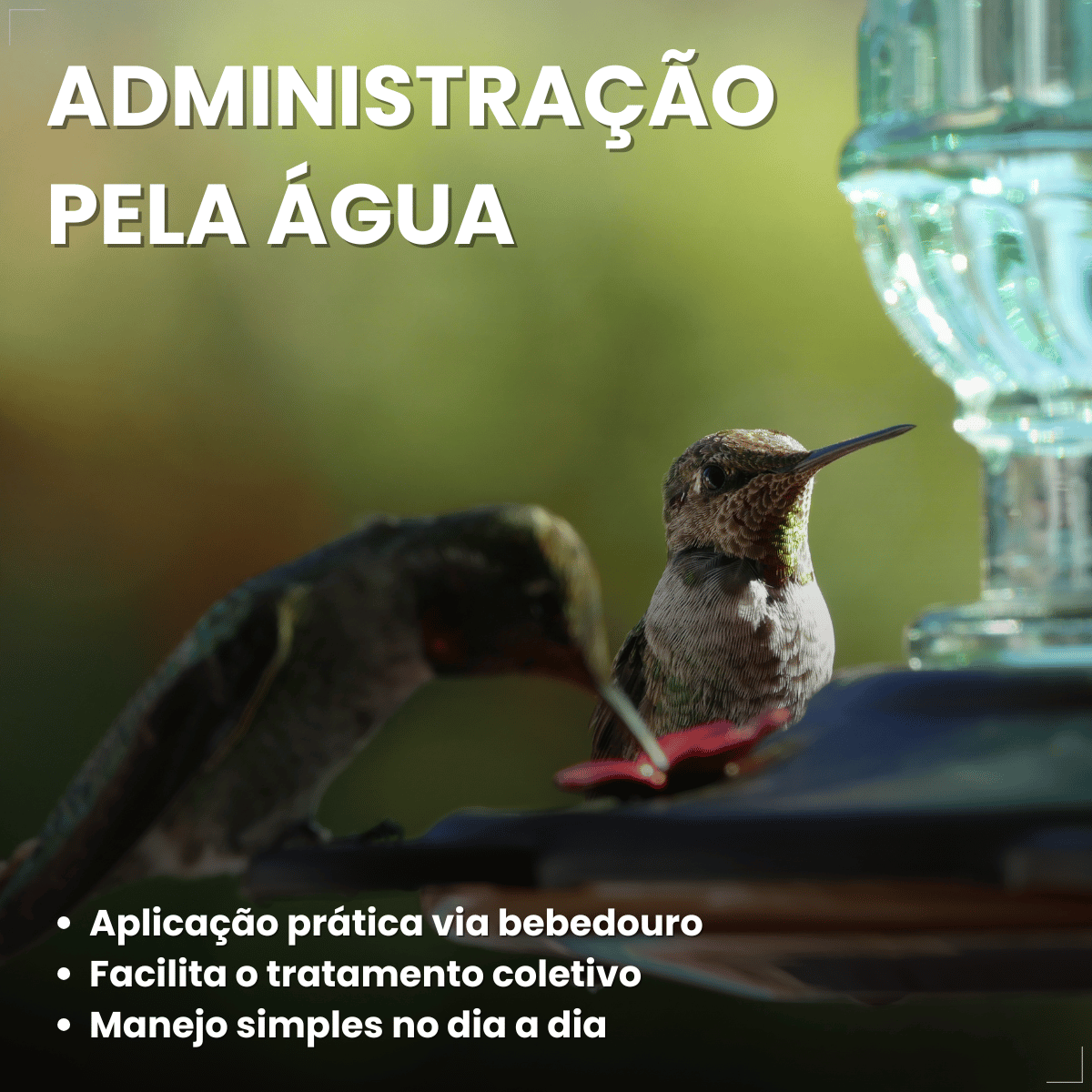 Avitrin Vermífugo para pássaros 10ml