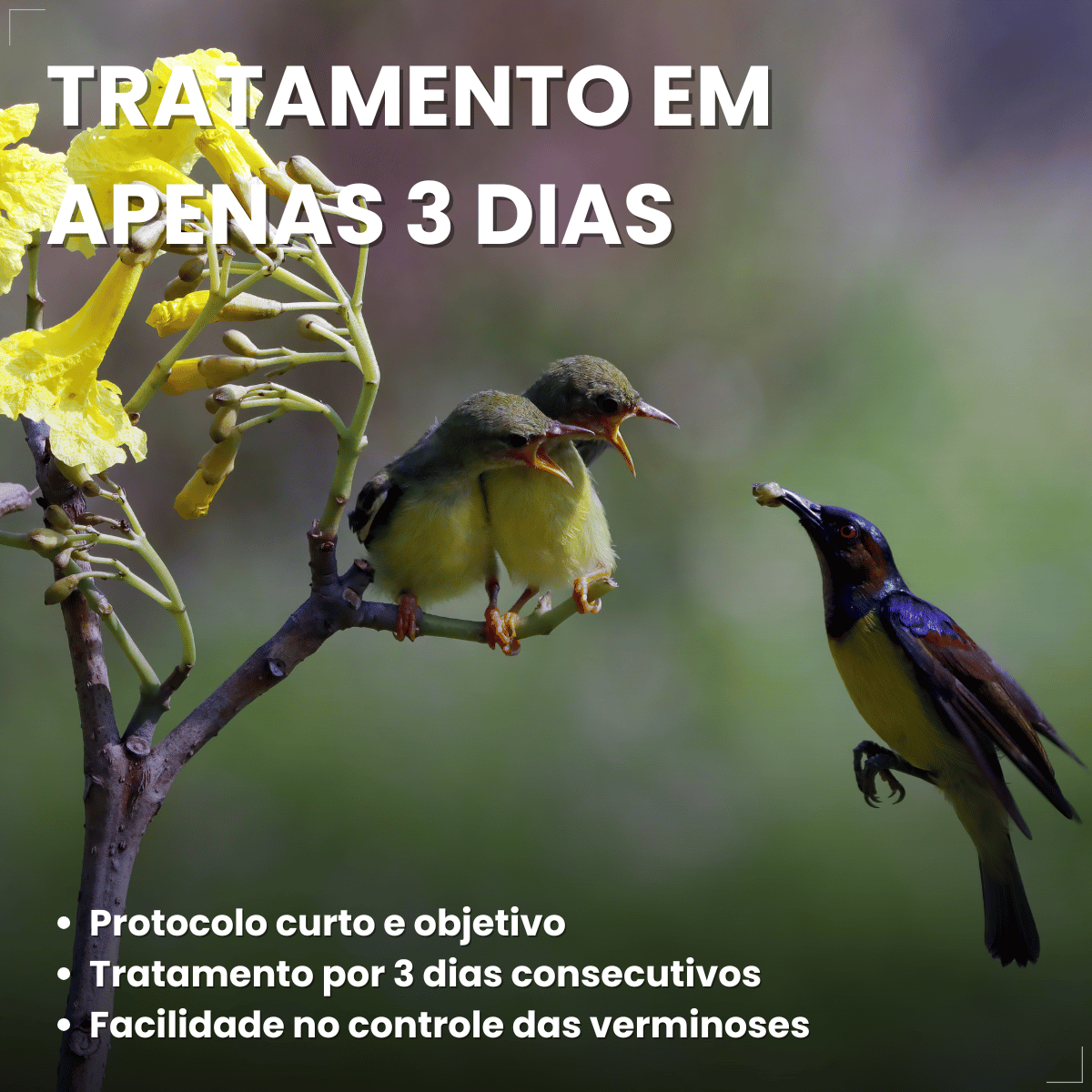 Avitrin Vermífugo para pássaros 10ml