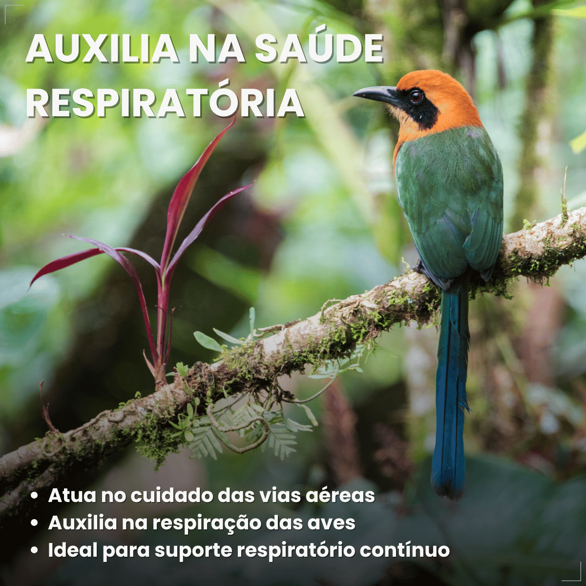 Avitrin VR Eucalipto Gengibre Própolis e Zinco Coveli 15ml