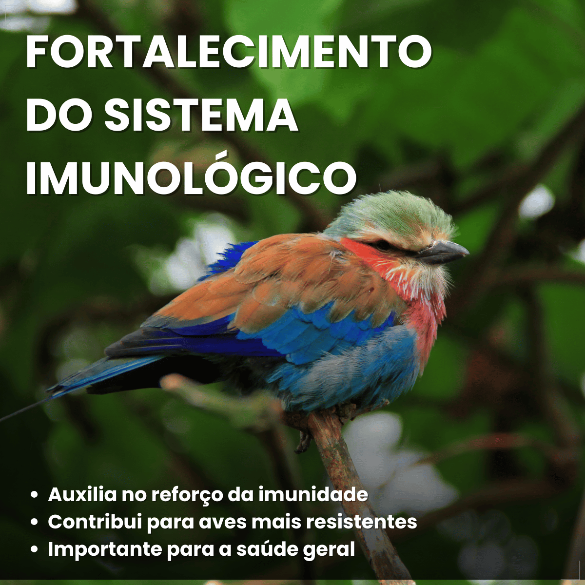 Avitrin VR Eucalipto Gengibre Própolis e Zinco Coveli 15ml