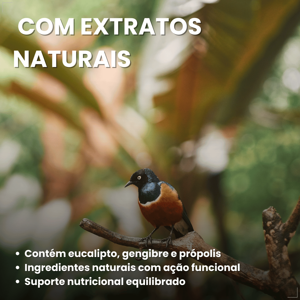 Avitrin VR Eucalipto Gengibre Própolis e Zinco Coveli 15ml