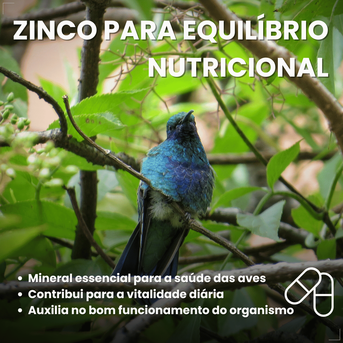 Avitrin VR Eucalipto Gengibre Própolis e Zinco Coveli 15ml