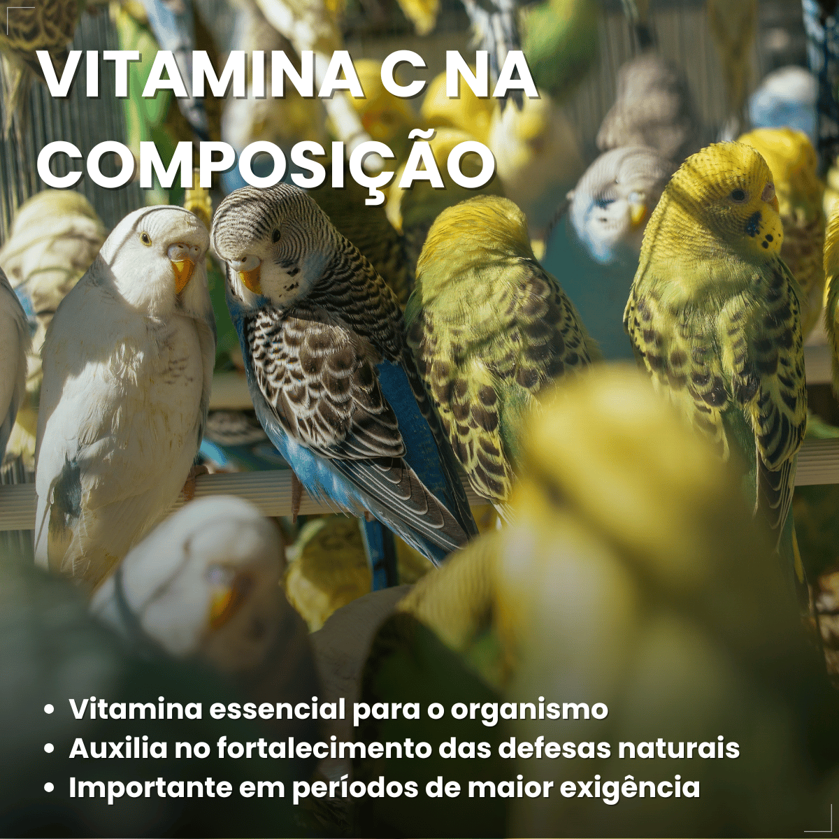 Avitrin VR Eucalipto Gengibre Própolis e Zinco Coveli 15ml