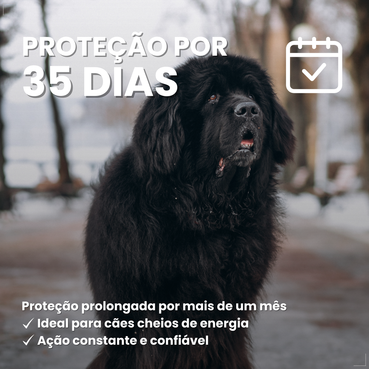 Zoetis Simparic 120mg 3 Comprimidos Cães 40.1 A 60 Kg