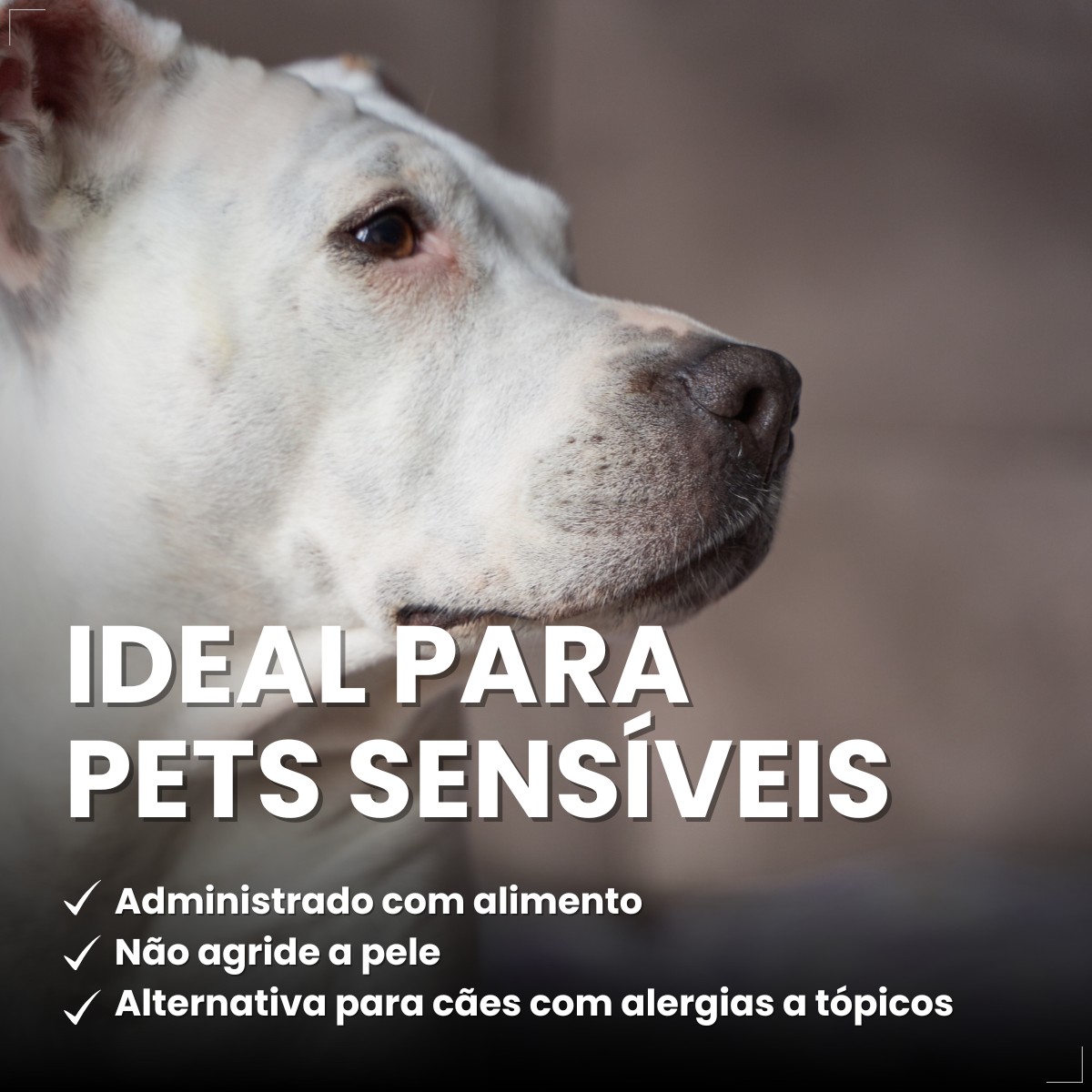 Zoetis Simparic 120mg 3 Comprimidos Cães 40.1 A 60 Kg