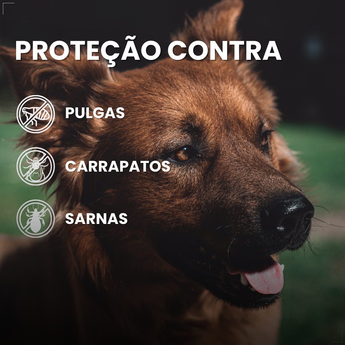 Simparic 40 Mg Antipulgas Cães 10 A 20 Kg 3 Comp Zoetis