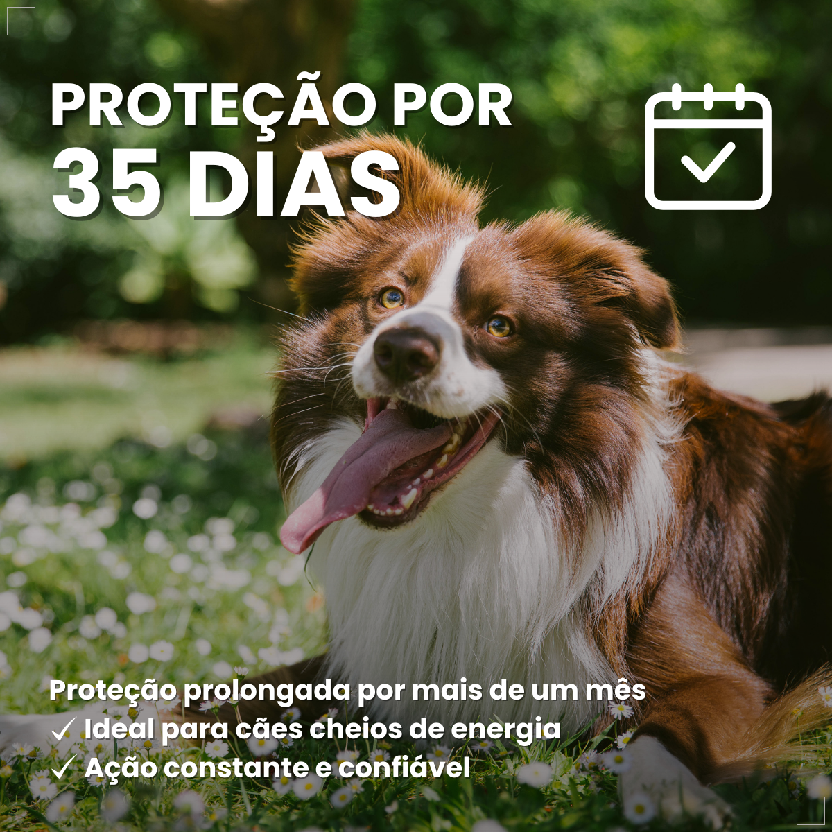 Simparic 40 Mg Antipulgas Cães 10 A 20 Kg 3 Comp Zoetis