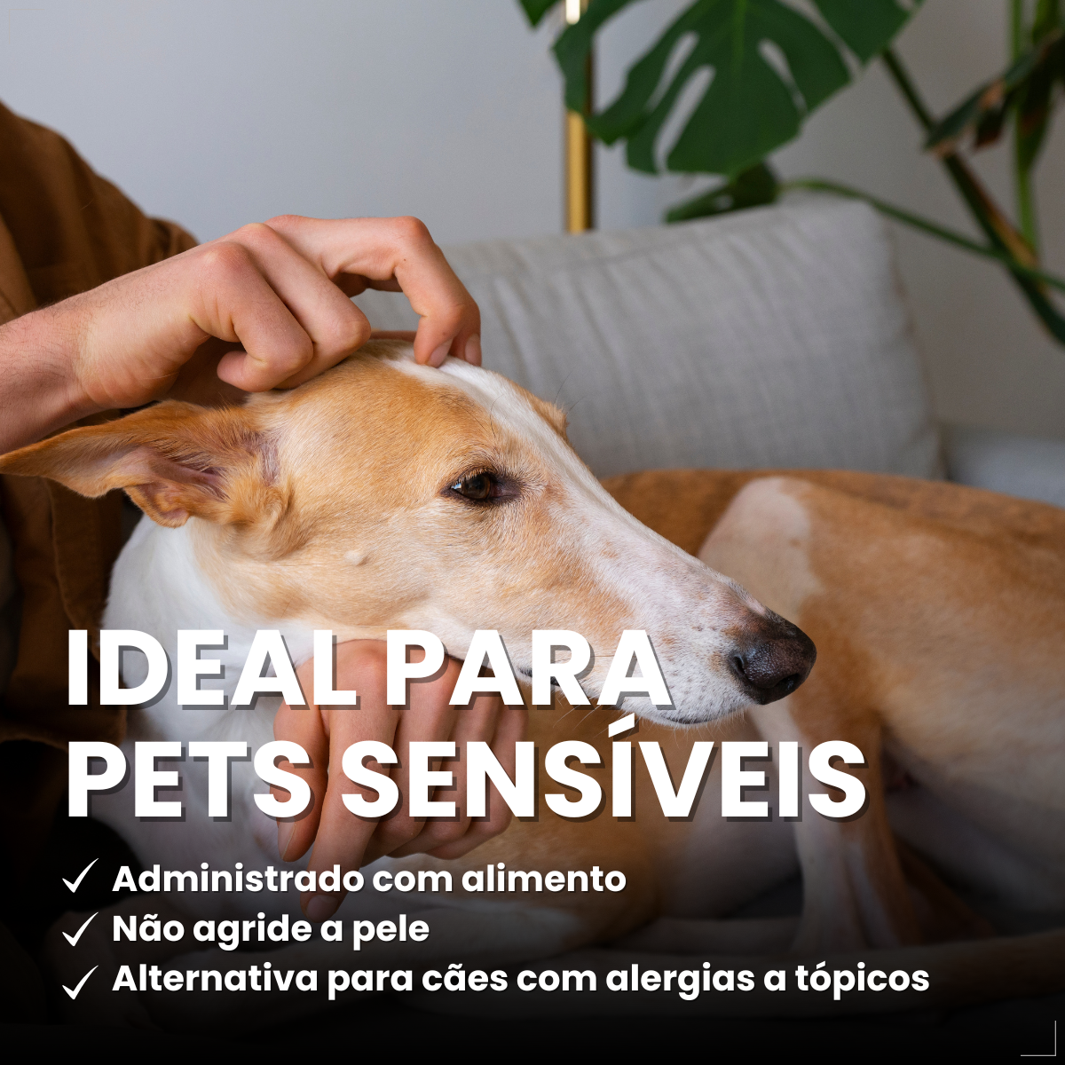 Simparic 40 Mg Antipulgas Cães 10 A 20 Kg 3 Comp Zoetis