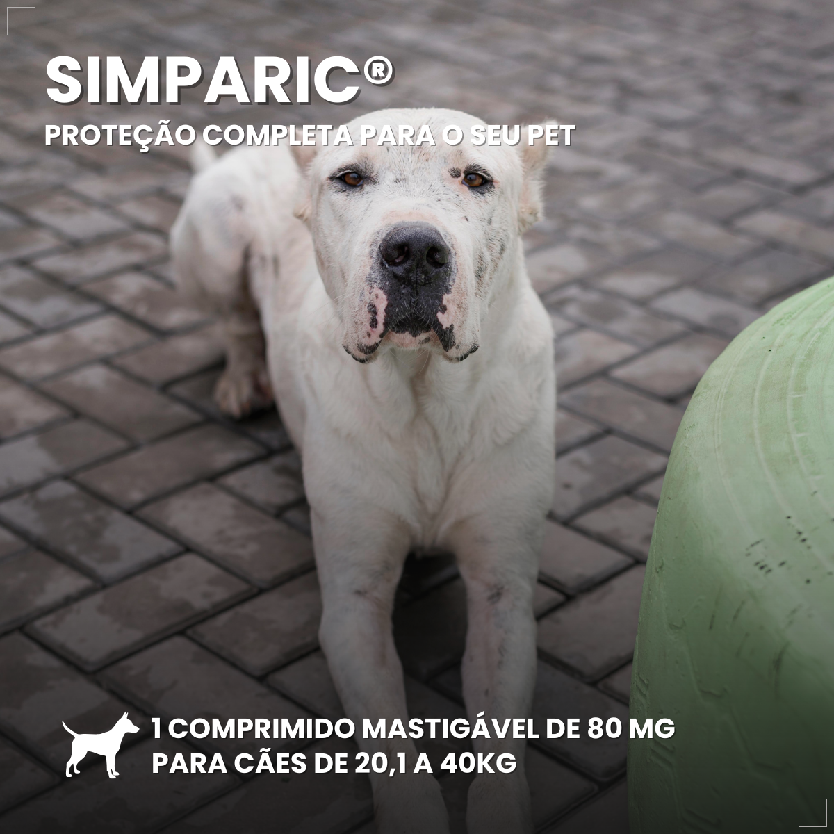 Zoetis Simparic 80 mg para Cães 20,1 a 40 Kg 1comprimido pulgas e carrapatos