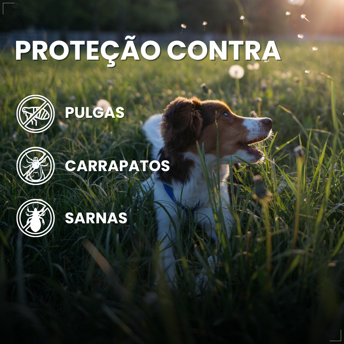 Antipulgas Zoetis Simparic 20mg Cães De 5,1kg A 10kg 3 Comp