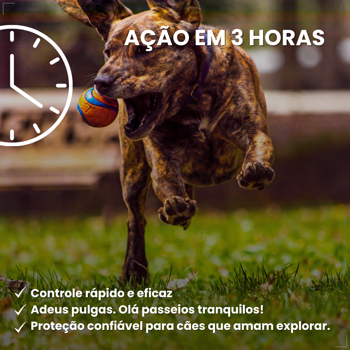 Antipulgas Zoetis Simparic 20mg Cães De 5,1kg A 10kg 3 Comp