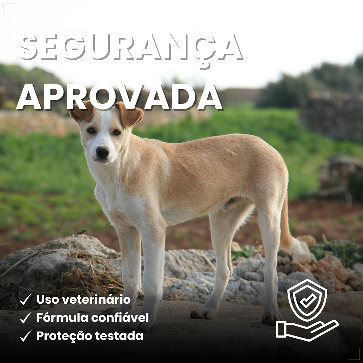 Antipulgas Zoetis Simparic 20mg Cães De 5,1kg A 10kg 3 Comp