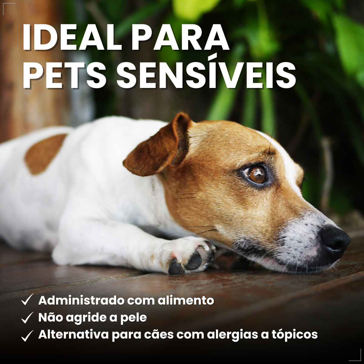 Antipulgas Zoetis Simparic 20mg Cães De 5,1kg A 10kg 3 Comp