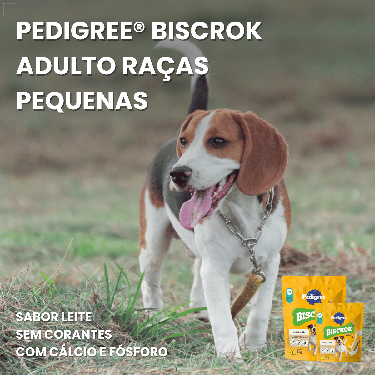 Biscoito Pedigree Biscrok Cães Adultos Raças Pequenas 1kg