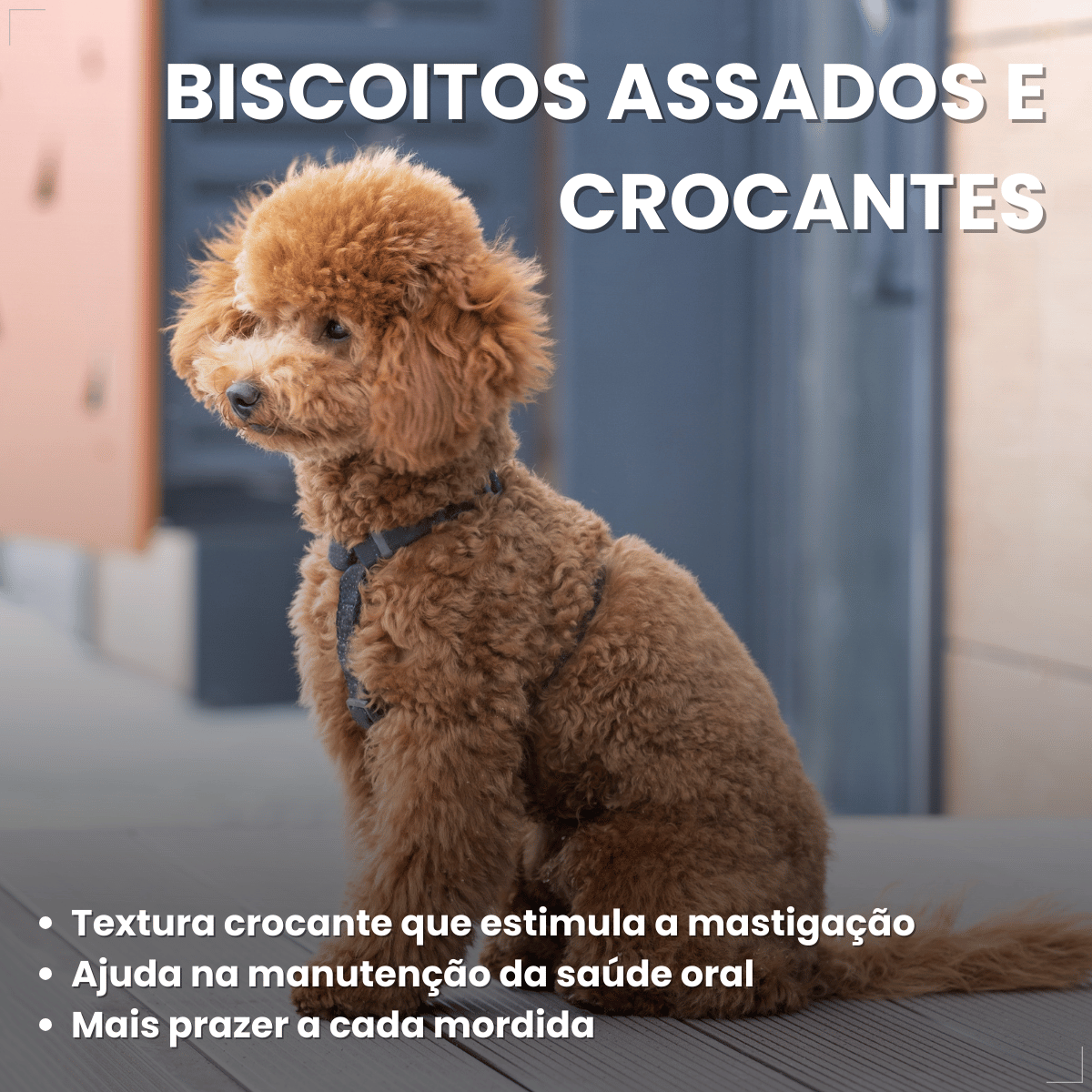 Biscoito Pedigree Biscrok Cães Adultos Raças Pequenas 1kg