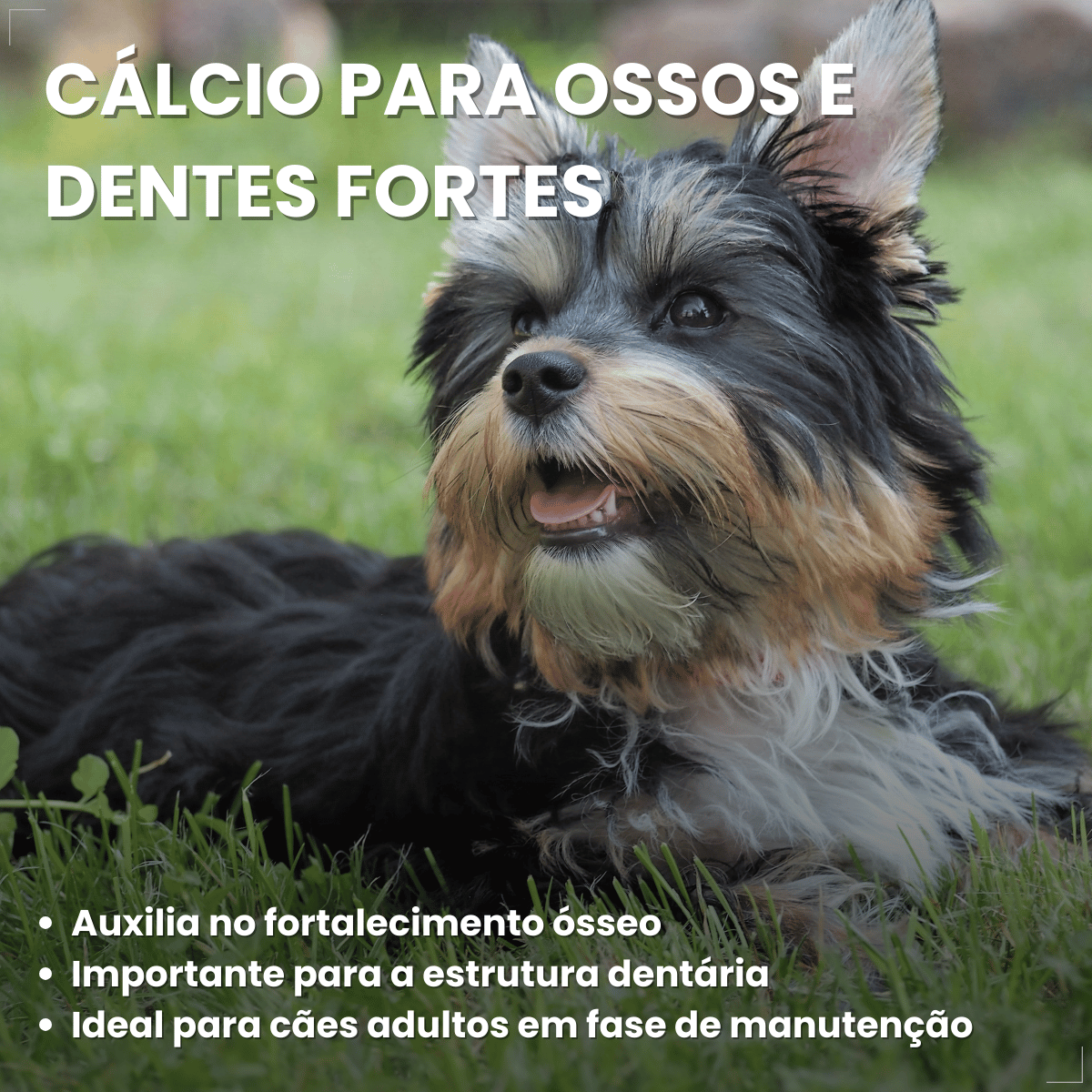 Biscoito Pedigree Biscrok Cães Adultos Raças Pequenas 1kg