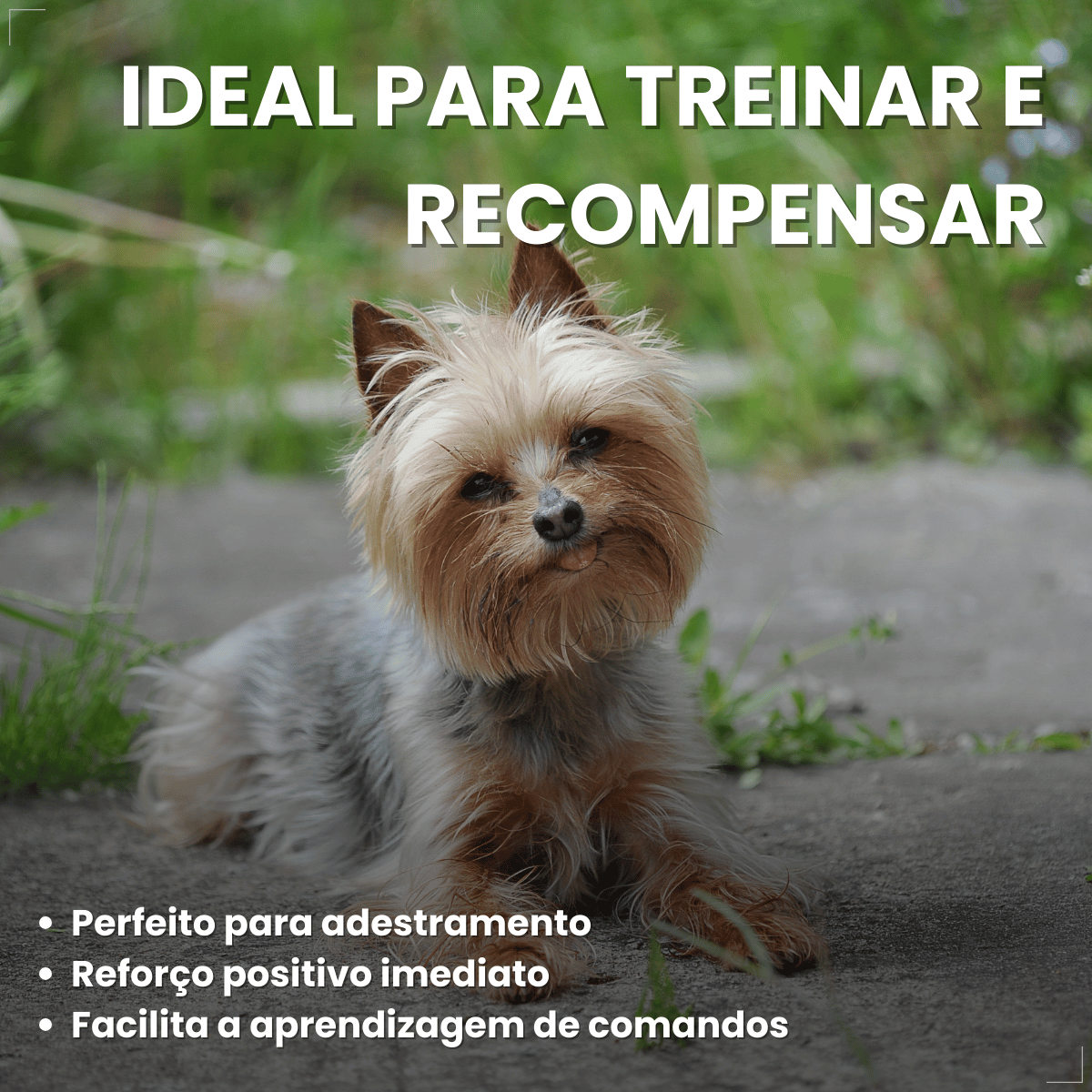 Biscoito Pedigree Biscrok Cães Adultos Raças Pequenas 1kg