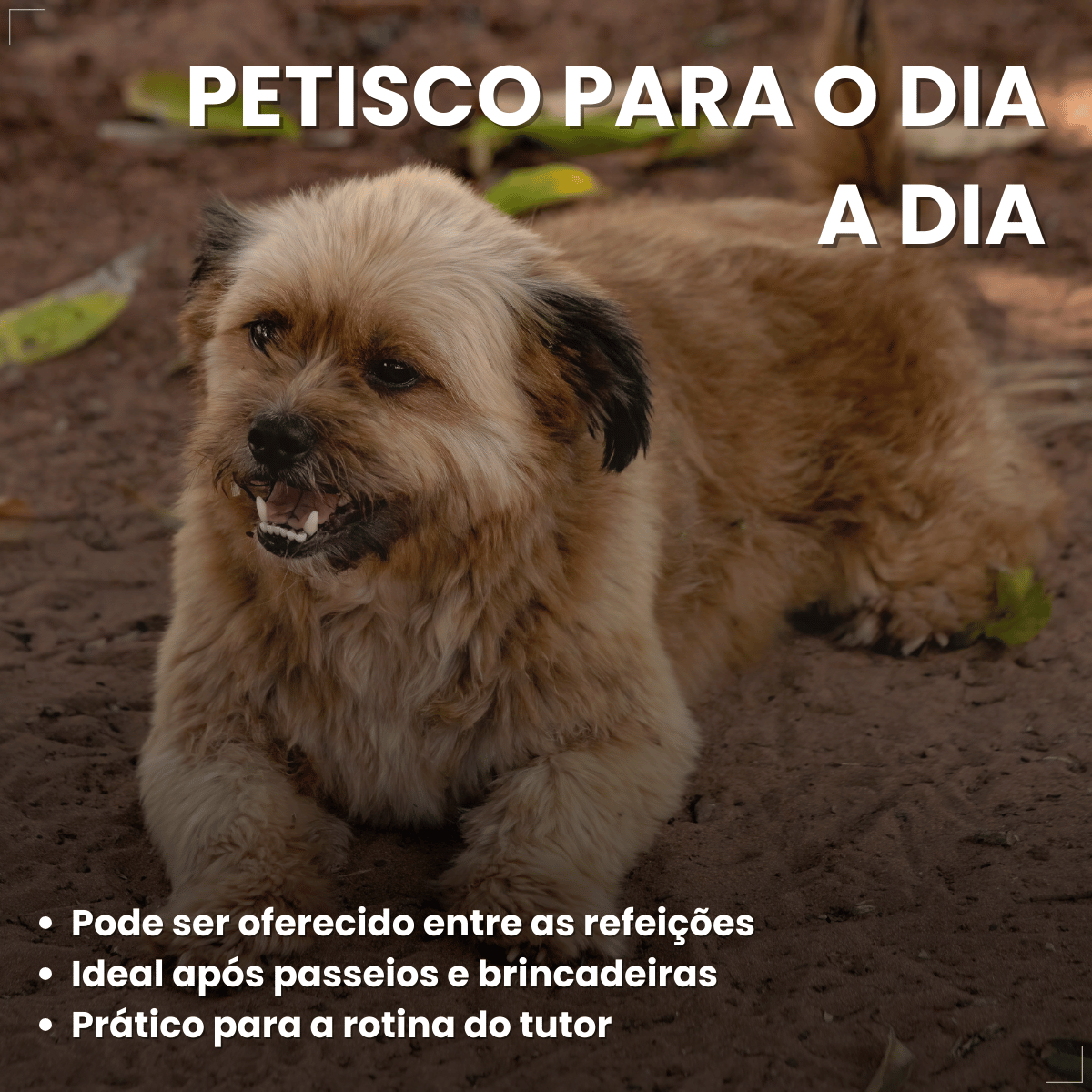 Biscoito Pedigree Biscrok Cães Adultos Raças Pequenas 1kg