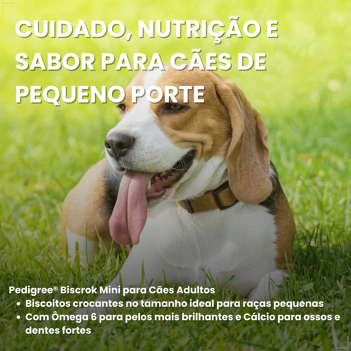 Biscoito Pedigree Biscrok Cães Adultos Raças Pequenas 1kg