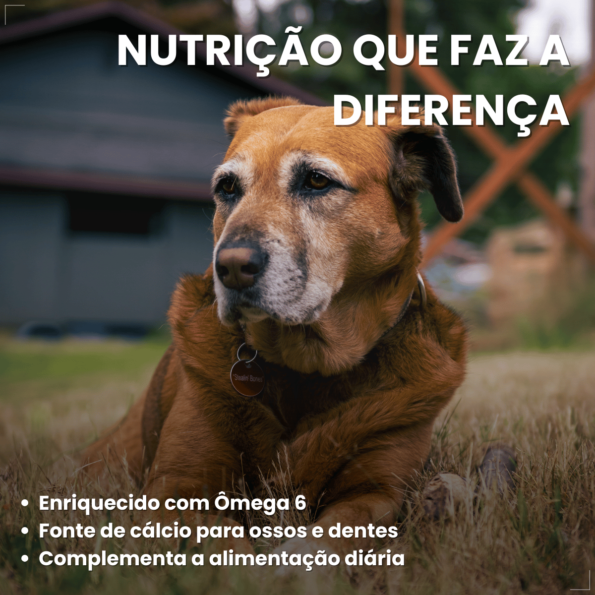 Biscoito Pedigree Biscrok Cães Adultos Multi Sabor 500kg