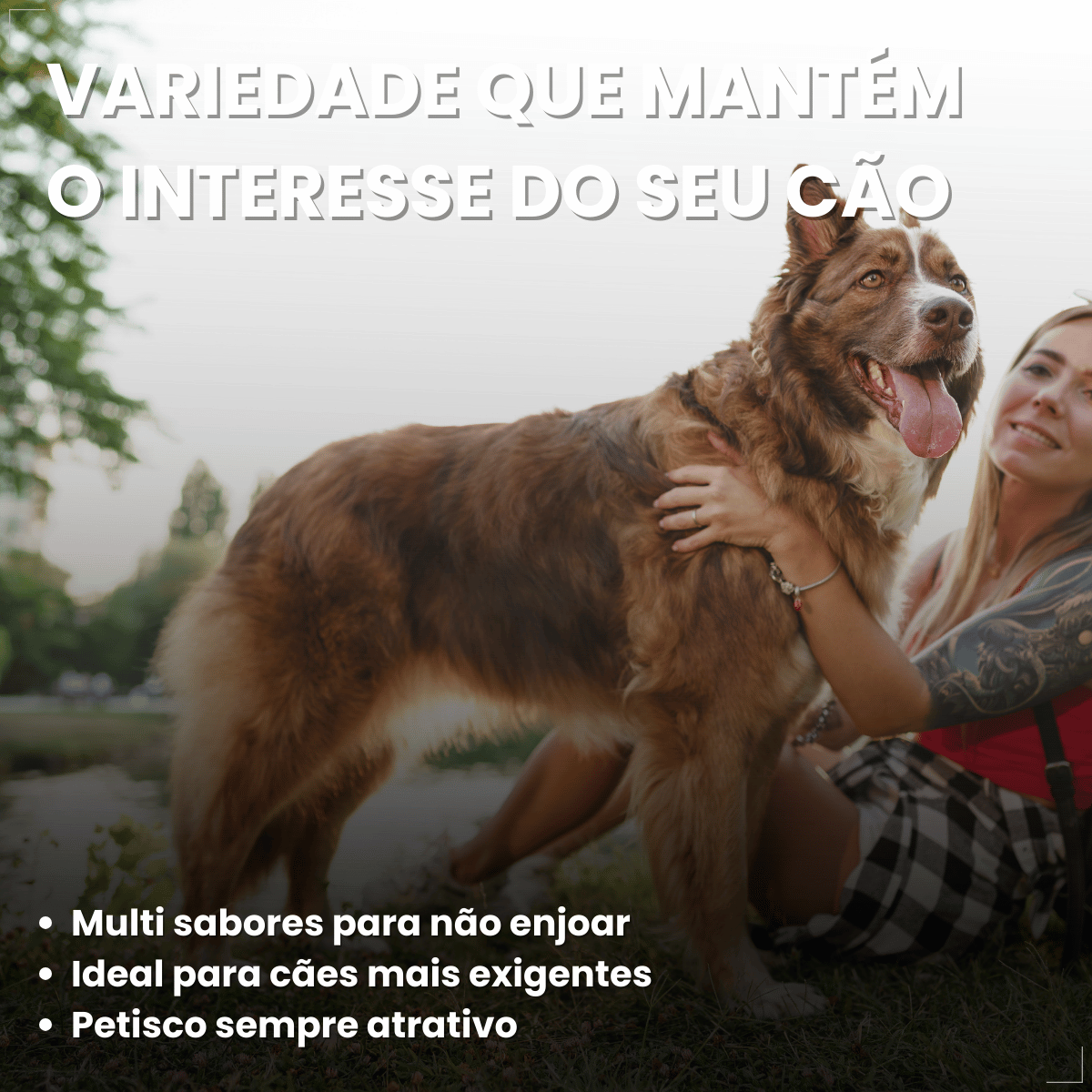 Biscoito Pedigree Biscrok Cães Adultos Multi Sabor 500kg