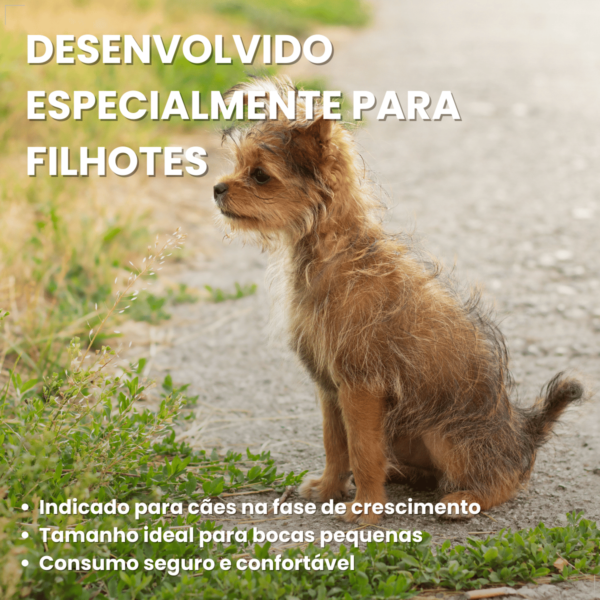 Biscoito Pedrigree Biscrok Cães Filhotes 300g