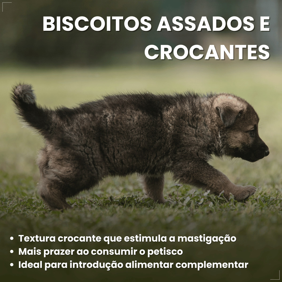 Biscoito Pedrigree Biscrok Cães Filhotes 300g