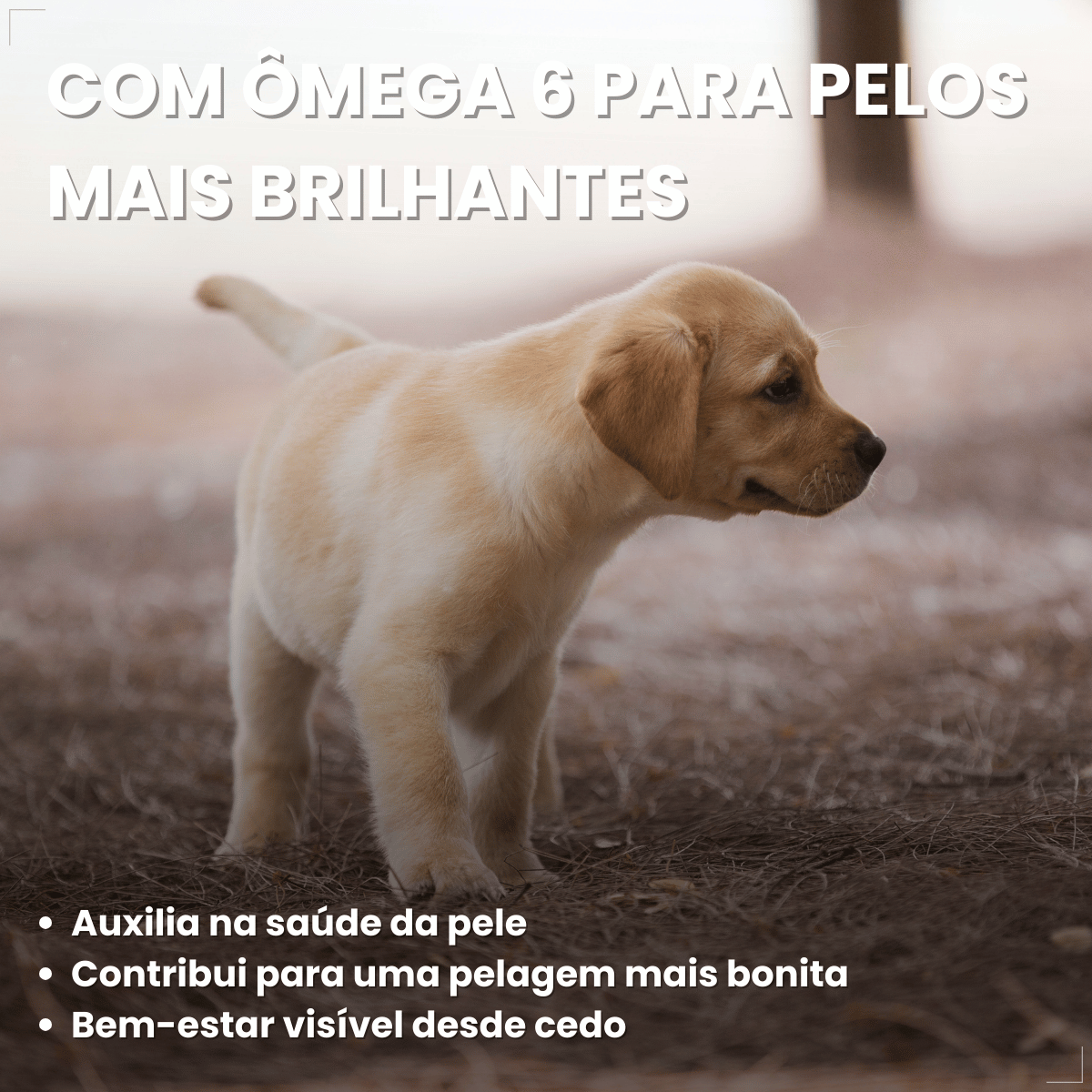 Biscoito Pedrigree Biscrok Cães Filhotes 300g