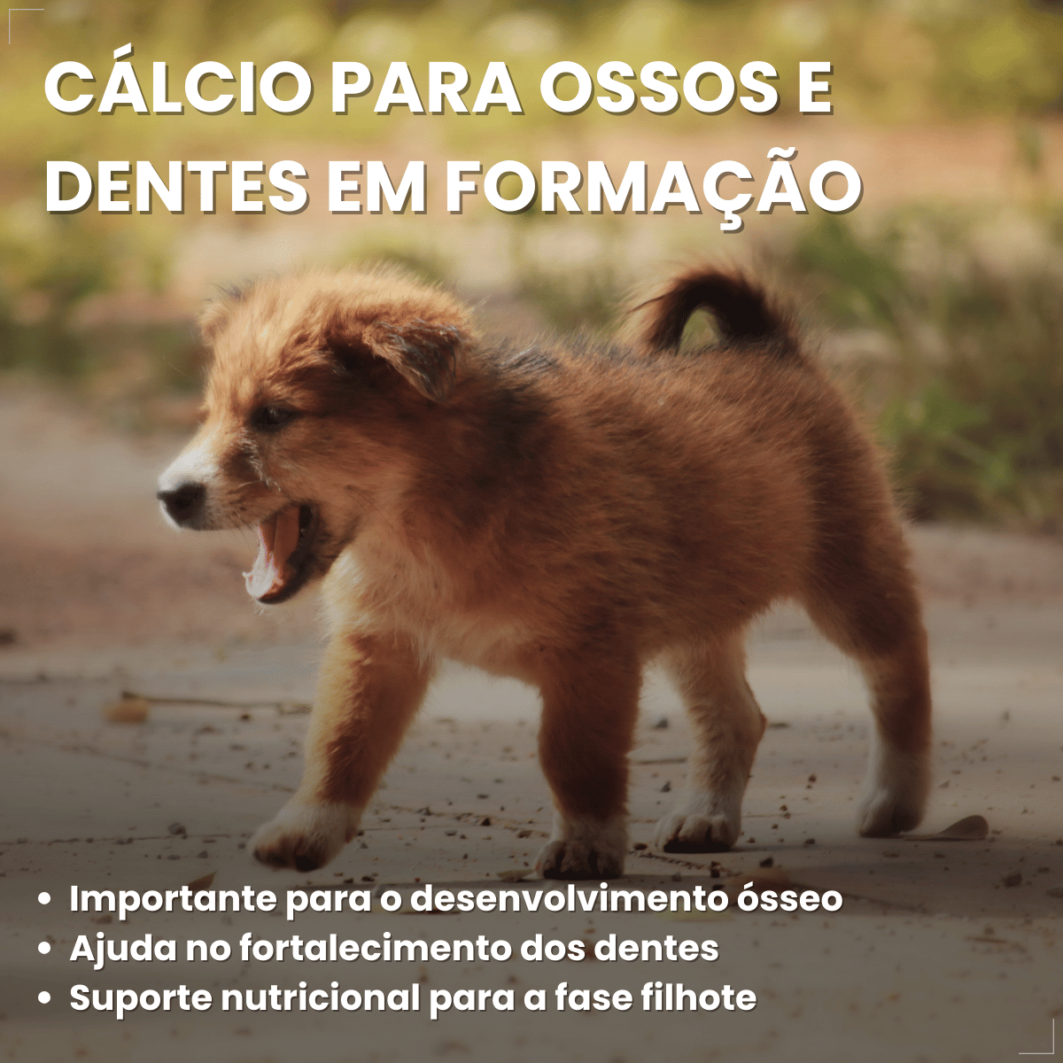 Biscoito Pedrigree Biscrok Cães Filhotes 300g