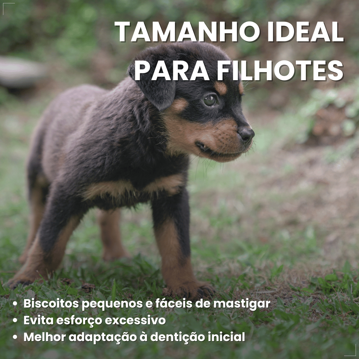 Biscoito Pedrigree Biscrok Cães Filhotes 300g