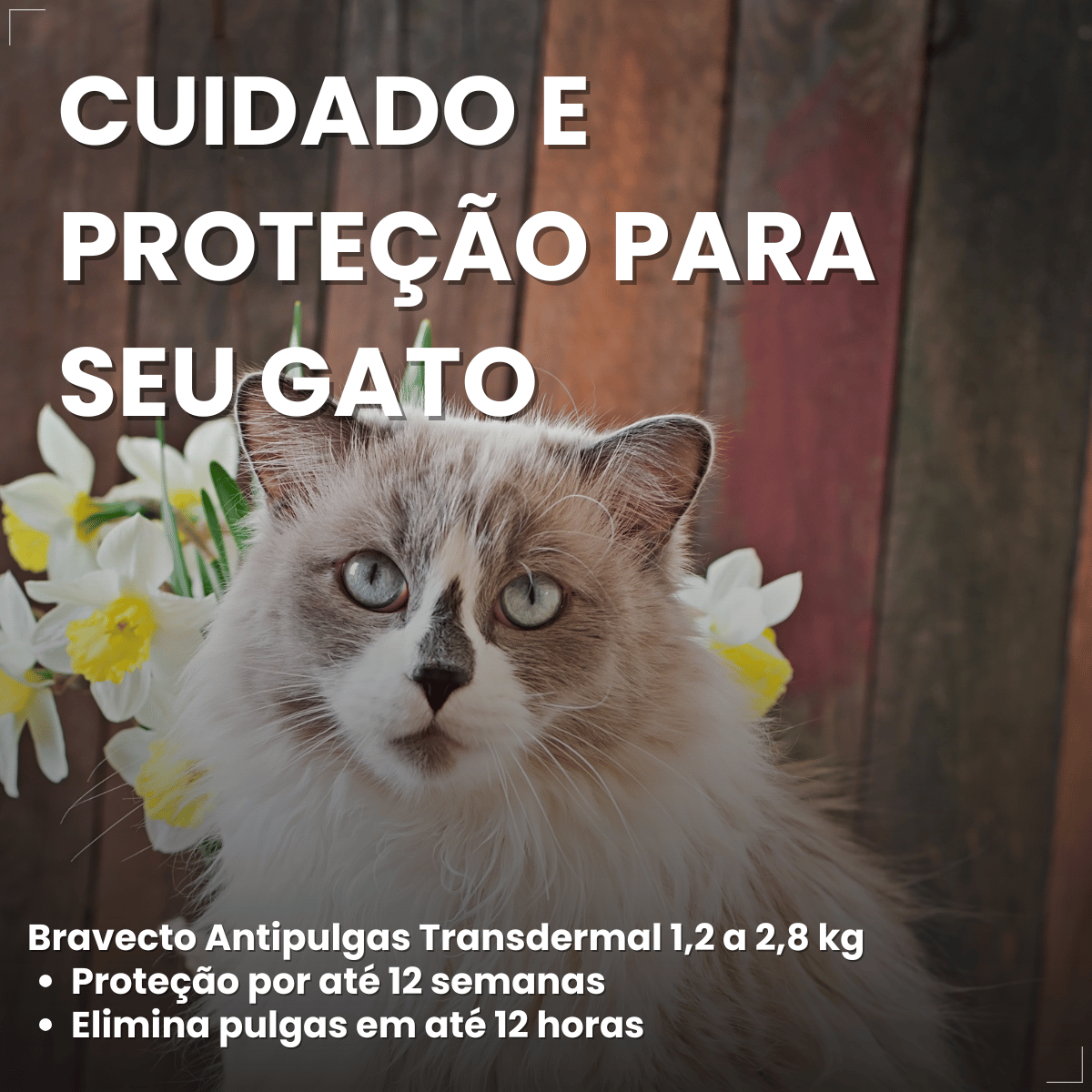 Antipulgas Bravecto Transdermal Gatos 1,2 a 2,8 kg 112,5 mg