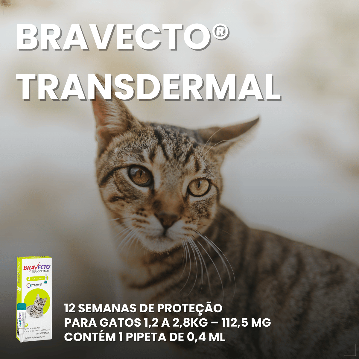 Antipulgas Bravecto Transdermal Gatos 1,2 a 2,8 kg 112,5 mg