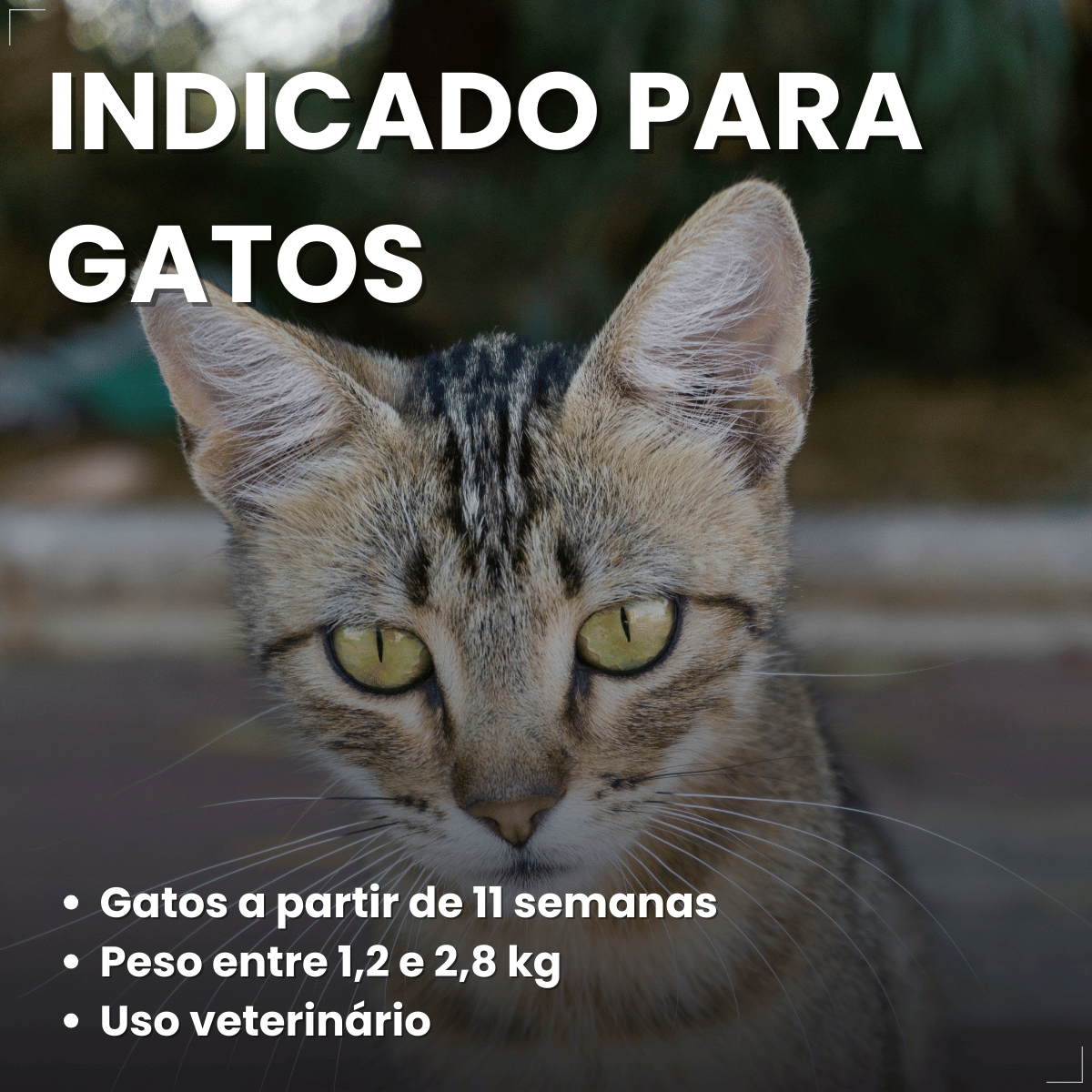 Antipulgas Bravecto Transdermal Gatos 1,2 a 2,8 kg 112,5 mg