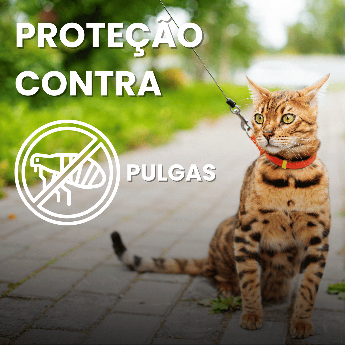 Antipulgas Bravecto Transdermal Gatos 1,2 a 2,8 kg 112,5 mg