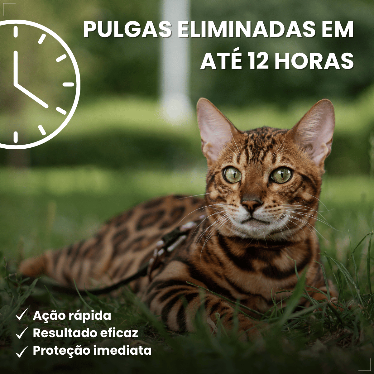 Antipulgas Bravecto Transdermal Gatos 1,2 a 2,8 kg 112,5 mg