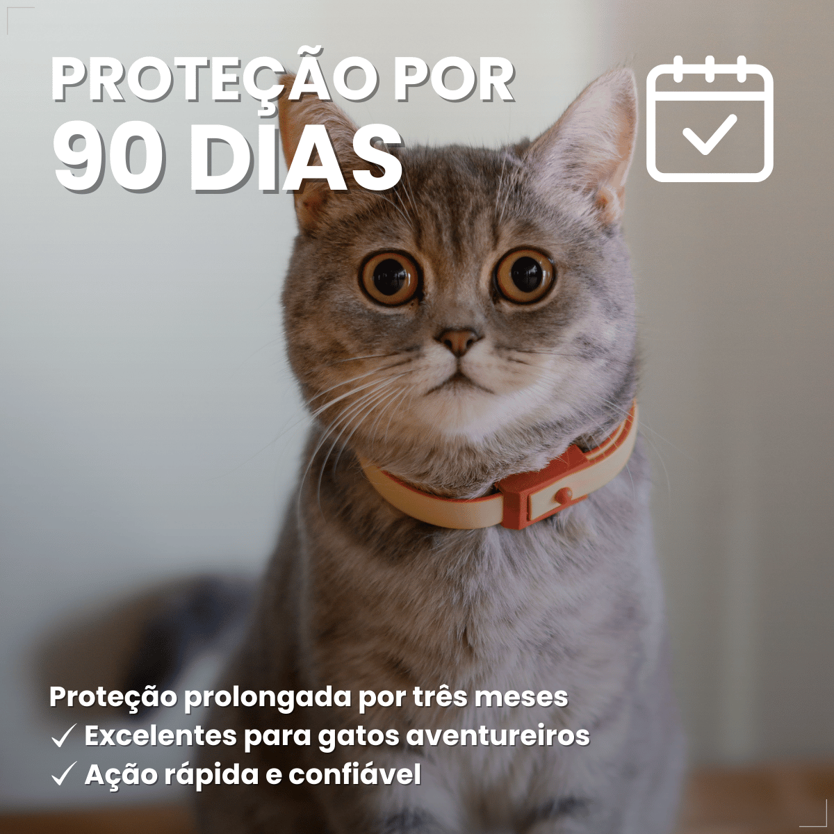 Antipulgas Bravecto Transdermal Gatos 1,2 a 2,8 kg 112,5 mg