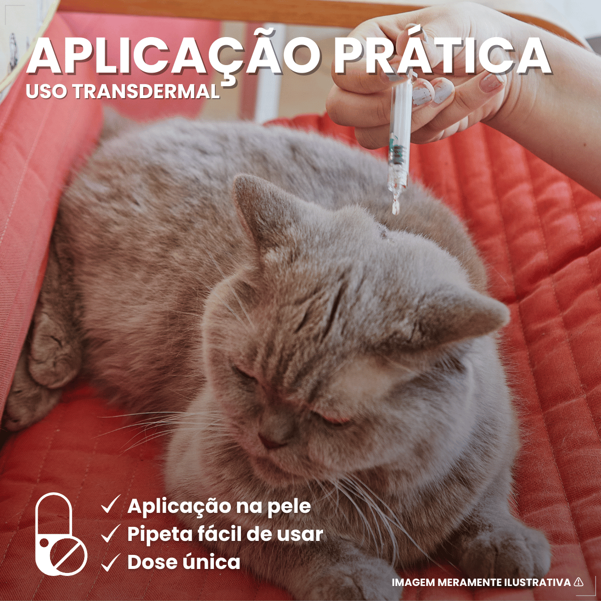 Antipulgas Bravecto Transdermal Gatos 1,2 a 2,8 kg 112,5 mg