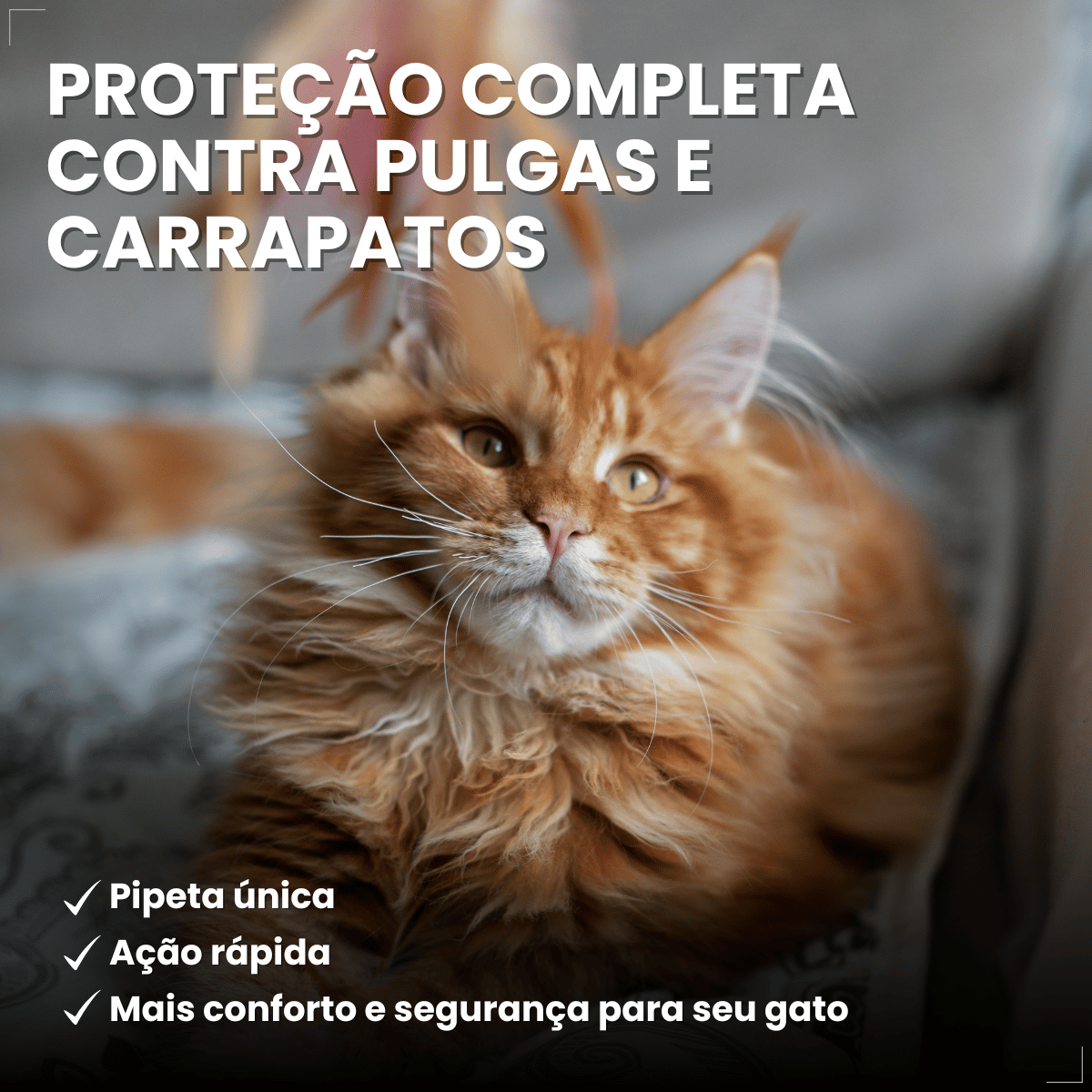 Antipulgas Bravecto Transdermal Gatos 6,25 a 12,5 kg 500 mg