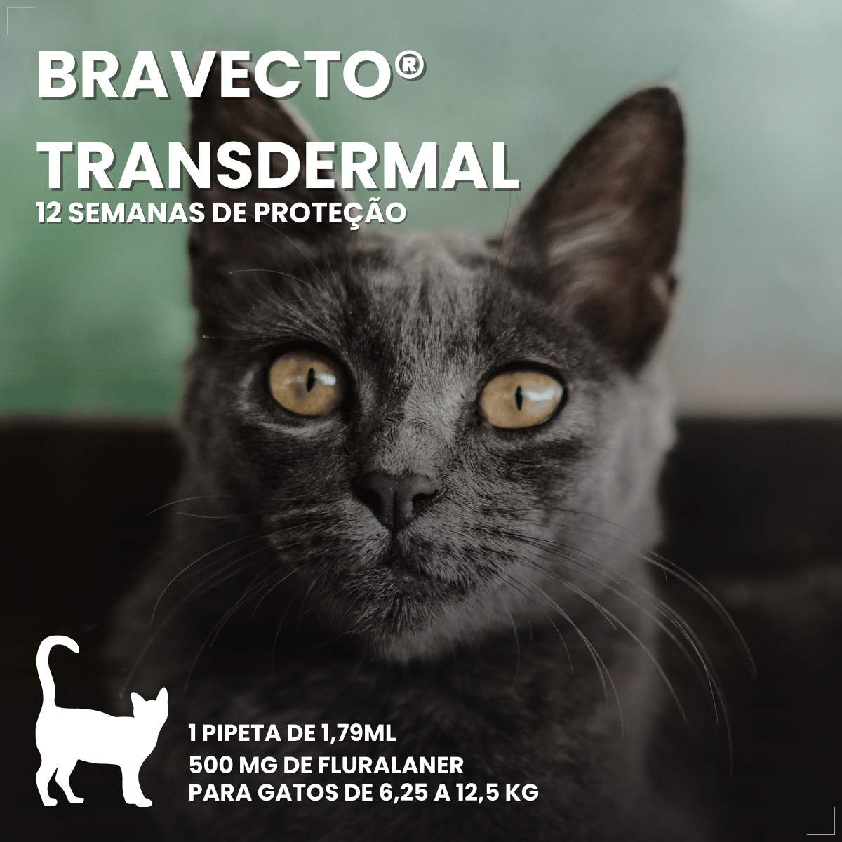 Antipulgas Bravecto Transdermal Gatos 6,25 a 12,5 kg 500 mg