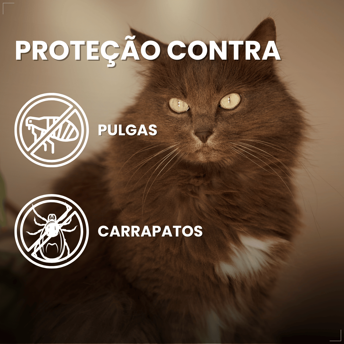 Antipulgas Bravecto Transdermal Gatos 6,25 a 12,5 kg 500 mg