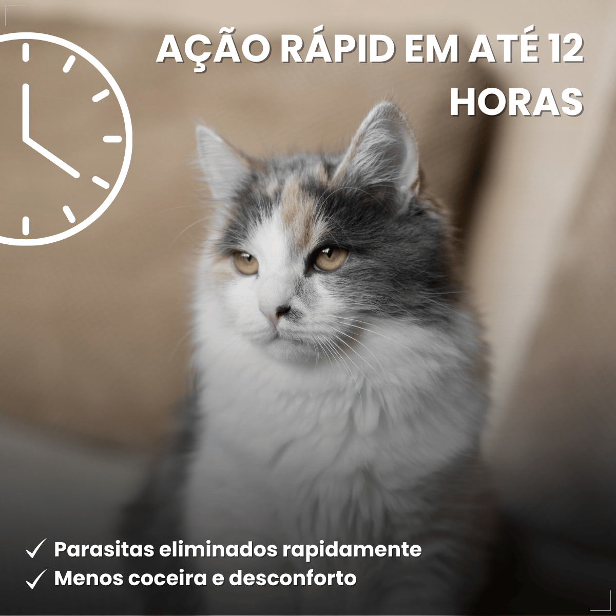 Antipulgas Bravecto Transdermal Gatos 6,25 a 12,5 kg 500 mg