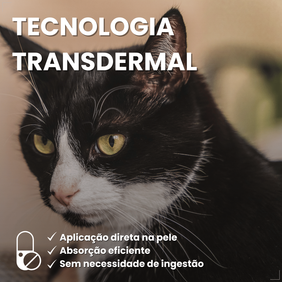 Antipulgas Bravecto Transdermal Gatos 6,25 a 12,5 kg 500 mg
