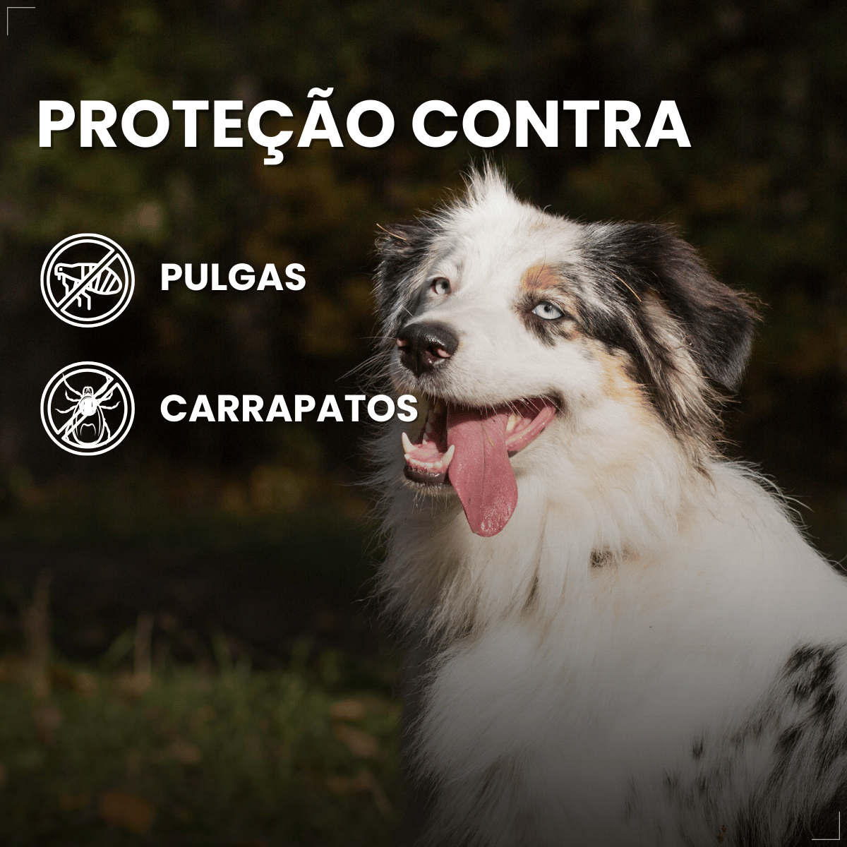 Antipulgas Bravecto Transdermal Cães 20 a 40 kg 1000 mg