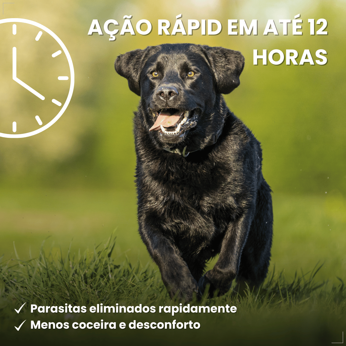 Antipulgas Bravecto Transdermal Cães 20 a 40 kg 1000 mg