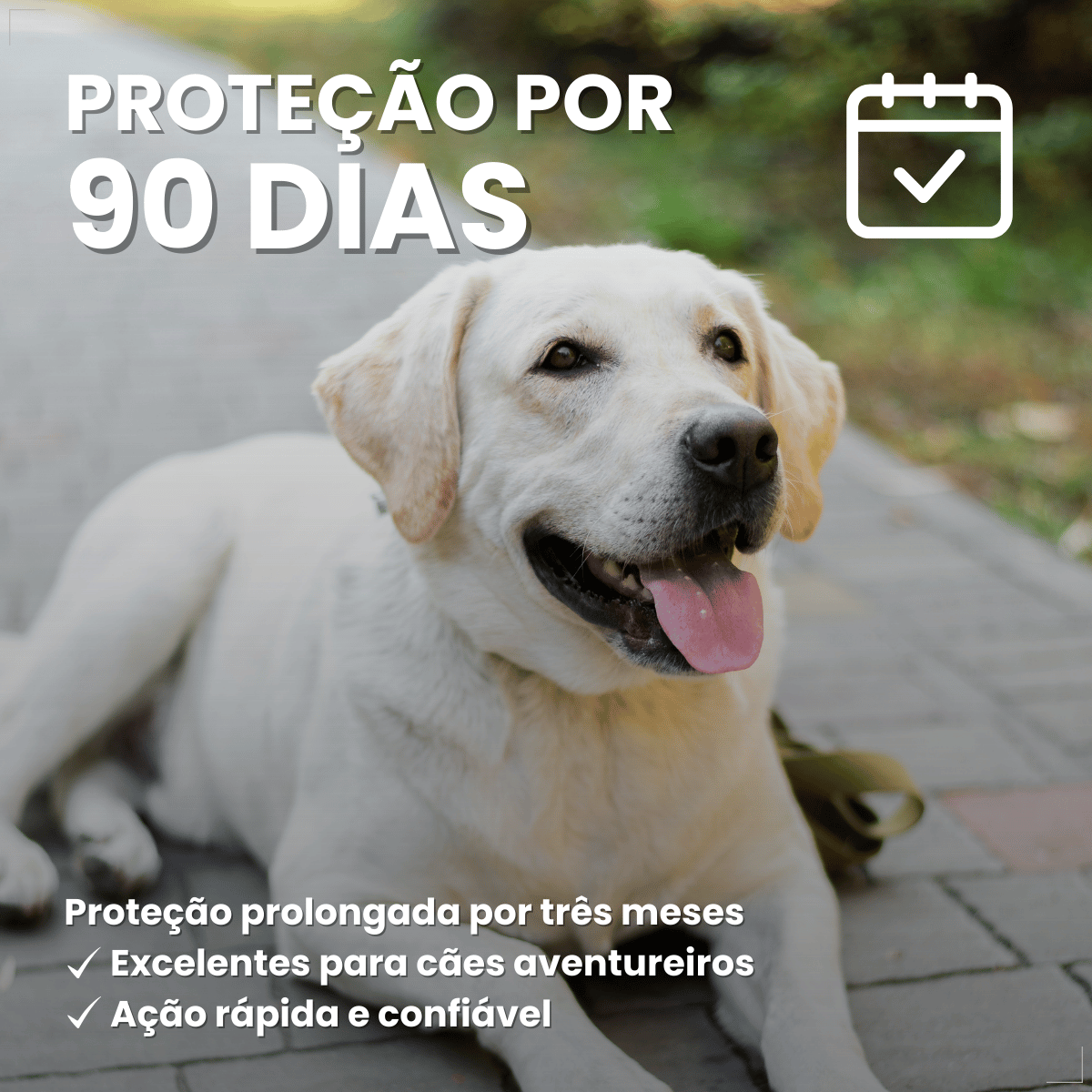 Antipulgas Bravecto Transdermal Cães 20 a 40 kg 1000 mg